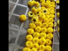 2300*1200*2000mm 2 cremalheiras secador de forno de ar quente frutifica máquina de secagem de folhas de chá